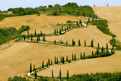 Famous winding road with cypresses in Tuscany