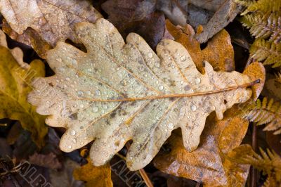 oak leaf