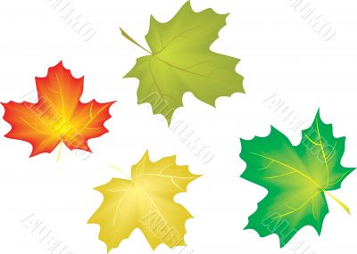 maple leaves