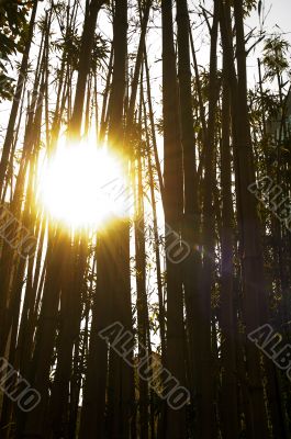 sun over bamboo