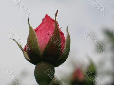 pink rose bud