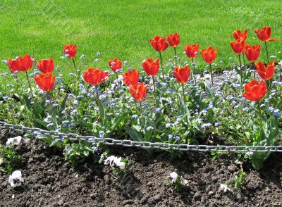 red tulips garden