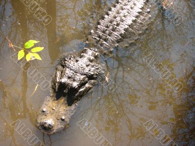 American Alligator