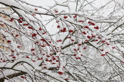 Branches of a mountain ash