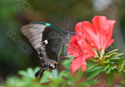 The butterfly and pink flower