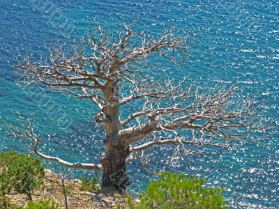 Tree without leaves and sea