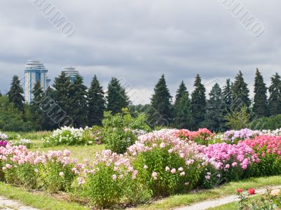 Alighting garden with floweres and dark clouds on the background Alighting garden with floweres and dark clouds on the background
