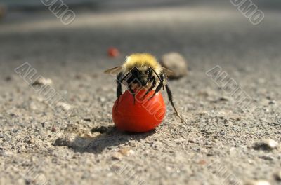 Small bumblebee sitting on the red ash berry Small bumblebee sitting on the red ash berry