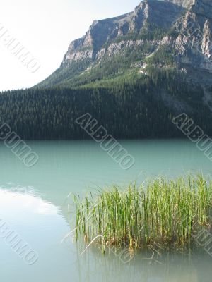calm lake and forest