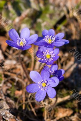 Blue hepatica flowers