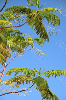 palm leaves and a deep blue sky