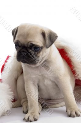 pug with christmas hat pug with christmas hat