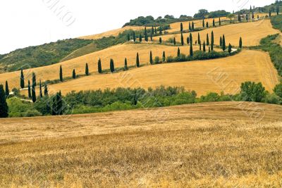 Famous winding road with cypresses in Tuscany