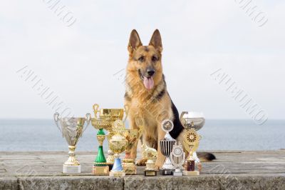 Sheep-dog with awards sitting on the stone