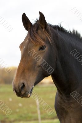 stallion portrait