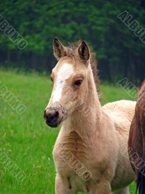 Baby Foal
