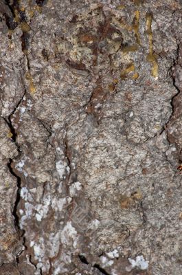 Natural texture Natural texture