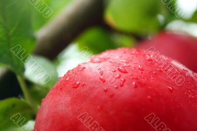 the apple harvest