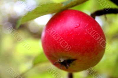 the apple harvest