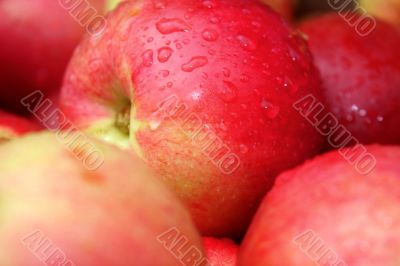 the apple harvest