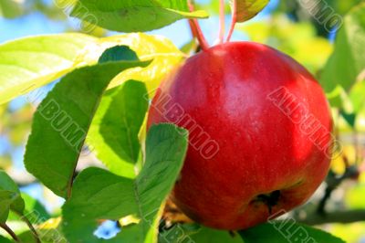 the apple harvest