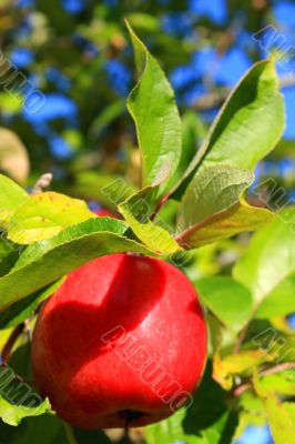 the apple harvest