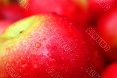 the apple harvest the apple harvest