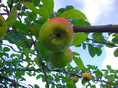 the apple harvest