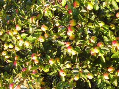 the apple harvest