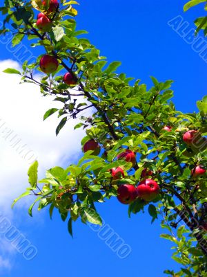 the apple harvest