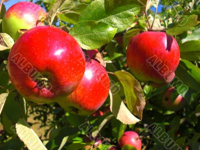 the apple harvest