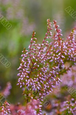 Blossoming heather