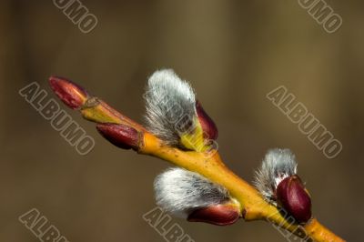 Pussy willow