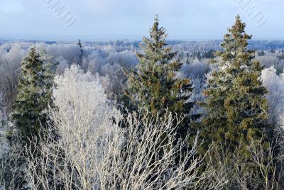 The first hoarfrost