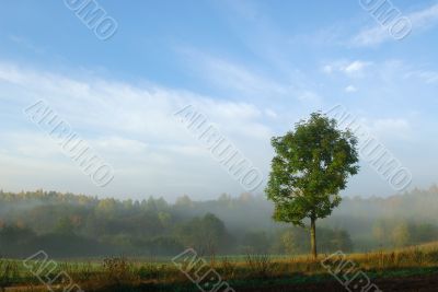 Autumn fogs