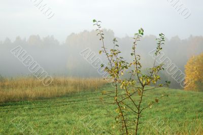 Autumn fogs