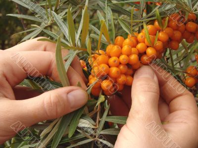 harvesting crops