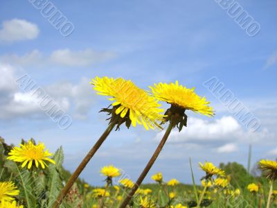 dandelion field