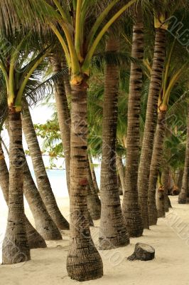 Trees palms