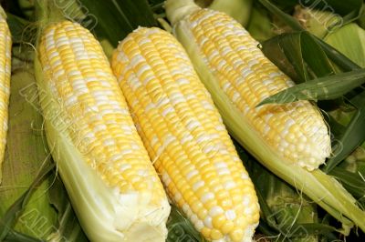 Corn cobs at the market