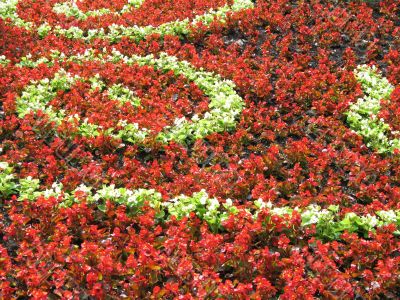 red and yellow flowers display red and yellow flowers display