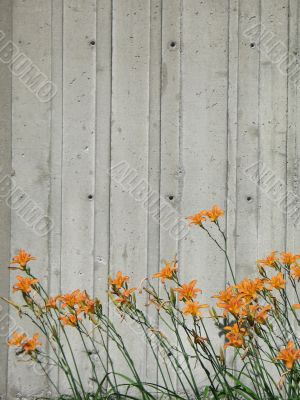 orange flowers in front of a wall orange flowers in front of a wall