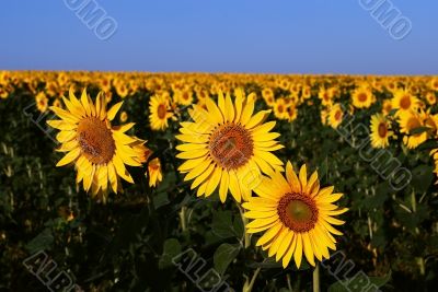 sunflowers