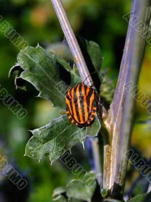bedbug bedbug