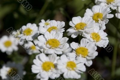 chamomiles