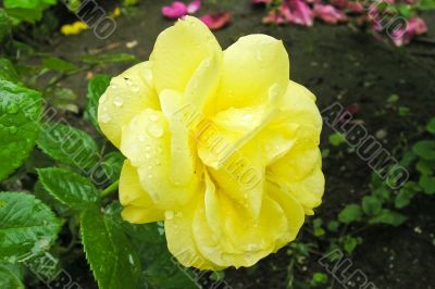 Yellow rose with water drops after the rain