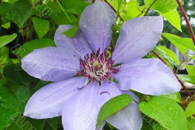 Purple flower with water drops after the rain Purple flower with water drops after the rain