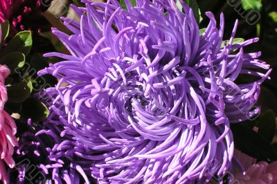 Beautiful purple flowers on the sun