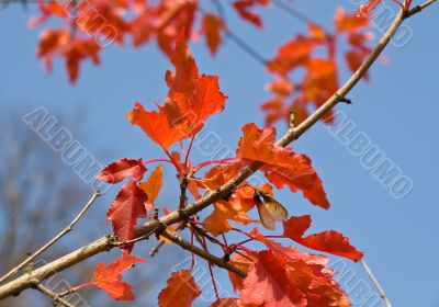 Red leaves of maple tree