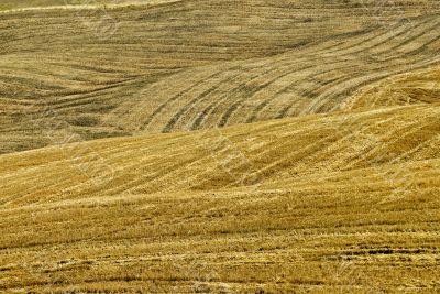 Fields on the hills near Montalcino Fields on the hills near Montalcino